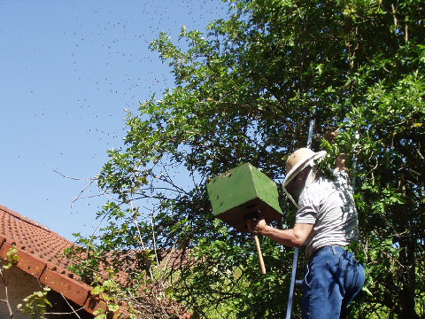 Einfangen eines Bienenschwarms