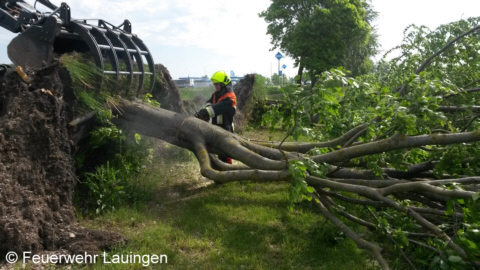 Entfernen entwurzelter Bäume