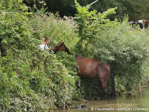 Pferd hat den Fluss verlassen